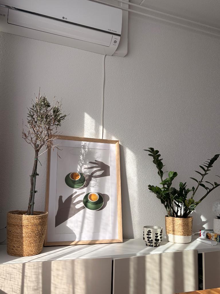 Plants, Ophalen, Overige soorten, Halfschaduw, In pot