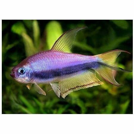 1x keizertetra  4cm te koop scholenvis, Vis, Zoetwatervis, Schoolvis