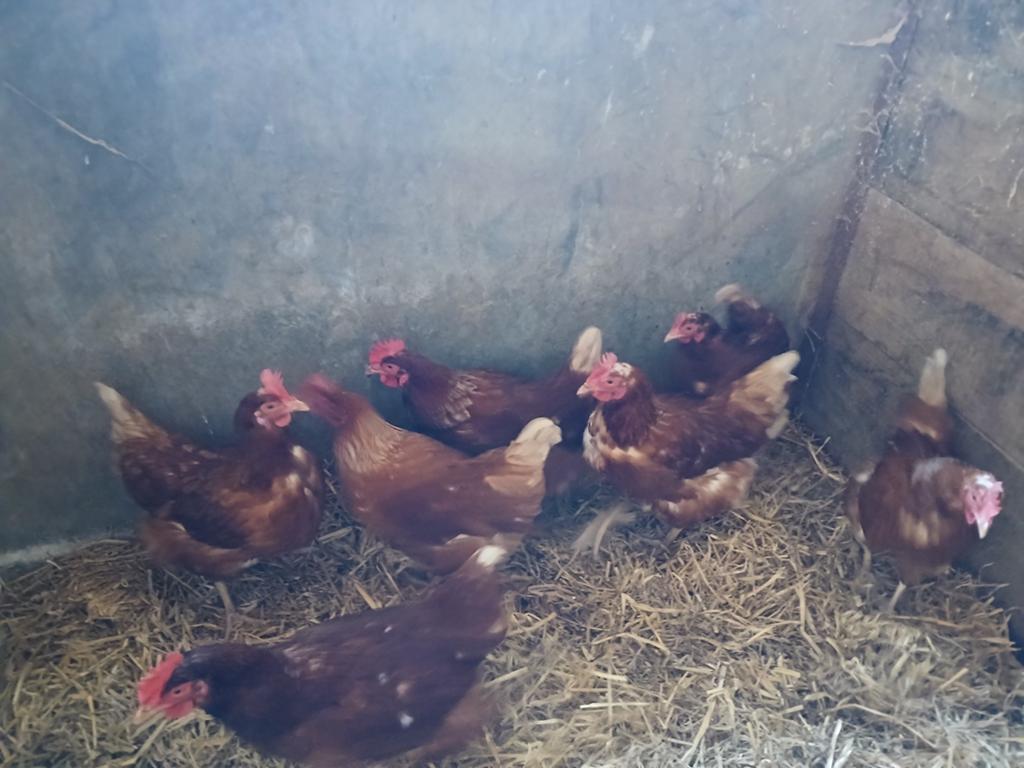 Leghennen/kippen te koop, Dieren en Toebehoren