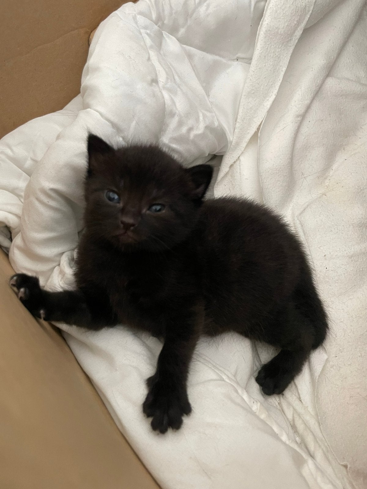 6 pasgeboren baby kittens, Dieren en Toebehoren, Ophalen, Nieuw