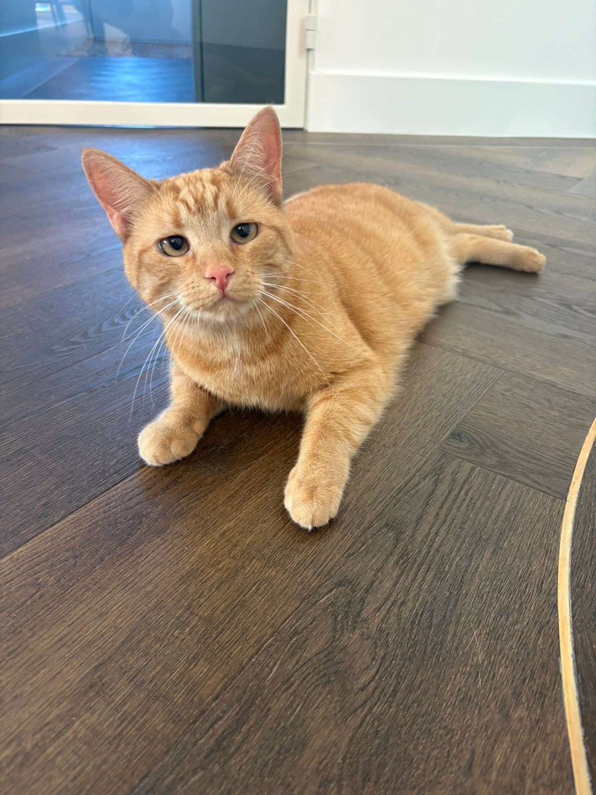 Poes Guusje, Poes