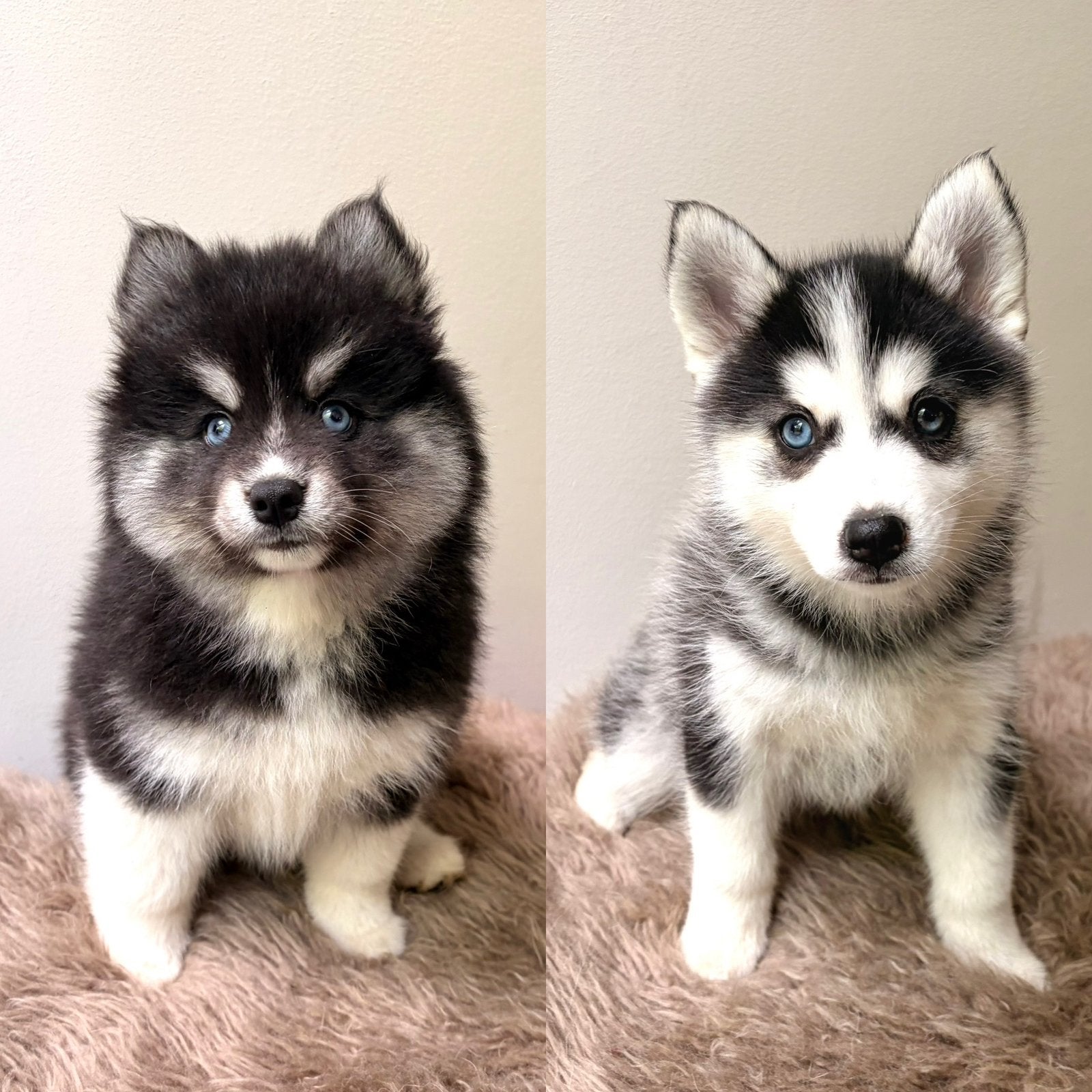 Pomsky puppies F3 volledig geteste ouders UK bloedlijn, Parvo, 8 tot 15 weken, Poolhond, Meerdere