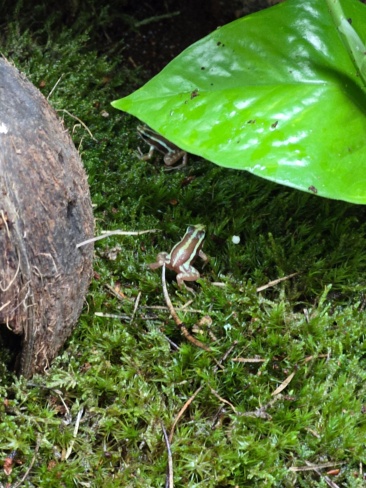 Prachtige driekleurige pijlgifkikkers (Epipedobates anthonyi Frog photo 2