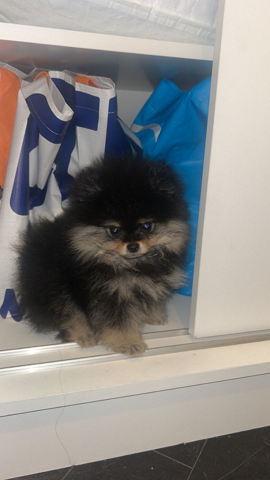 100% mini pomeranian black&tan en cream, Keeshond, 8 tot 15 weken, Parvo, Meerdere