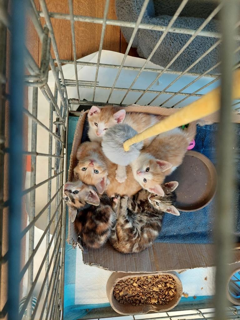 Boerderijkittens, Dieren en Toebehoren, Katten en Kittens | Overige Katten, Kater