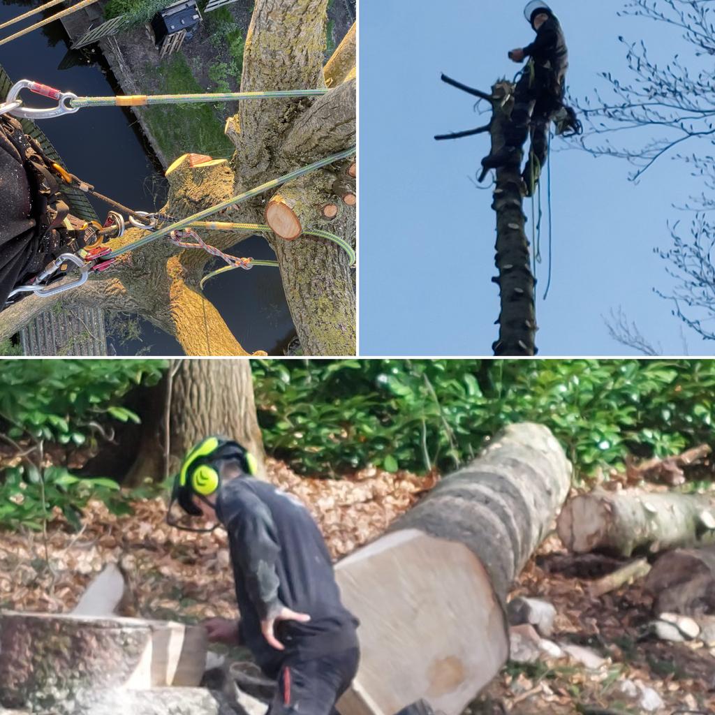Boomverzorger nodig? (Omgeving Utrecht), Tuin en Terras, Haardhout, Ophalen