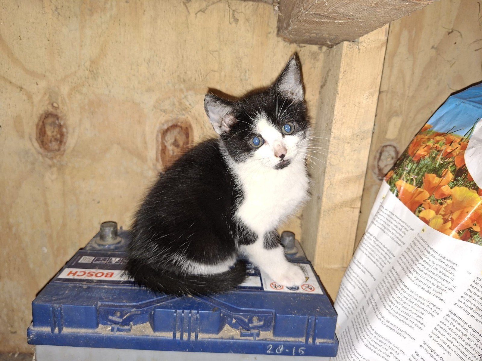 Lieve, rustige kittens te koop, Dieren en Toebehoren, Meerdere dieren