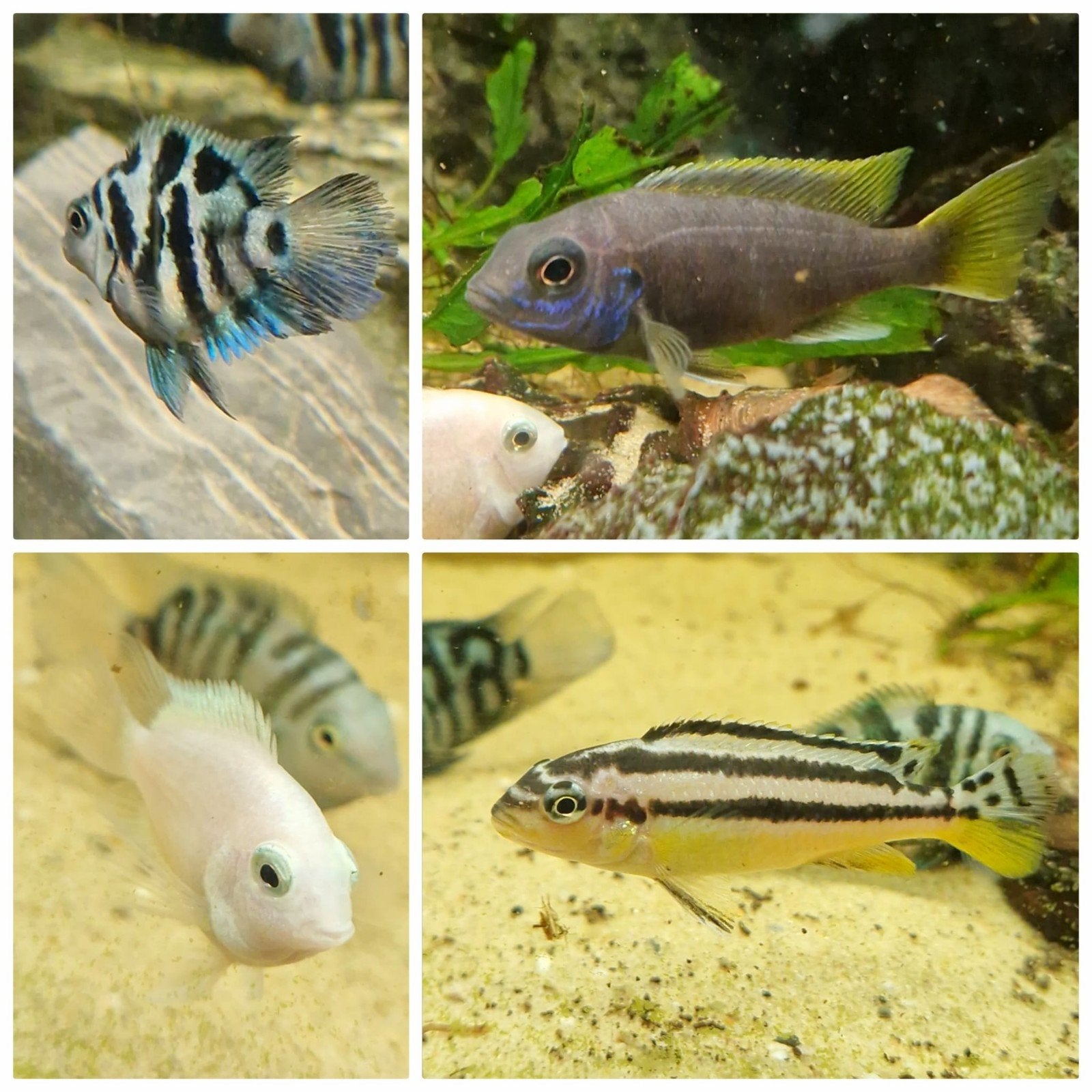 cichliden, Dieren en Toebehoren, Vis, Zoetwatervis