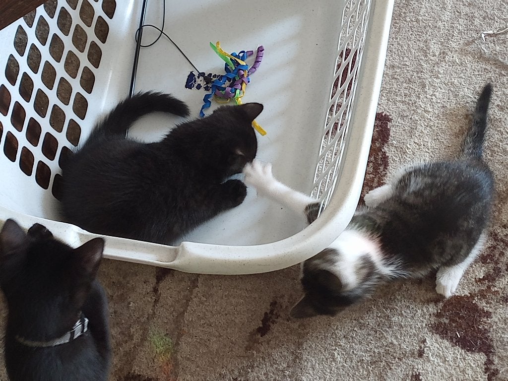 De kittens mogen 'uitvliegen', Meerdere dieren, Kortharig, 0 tot 2 jaar