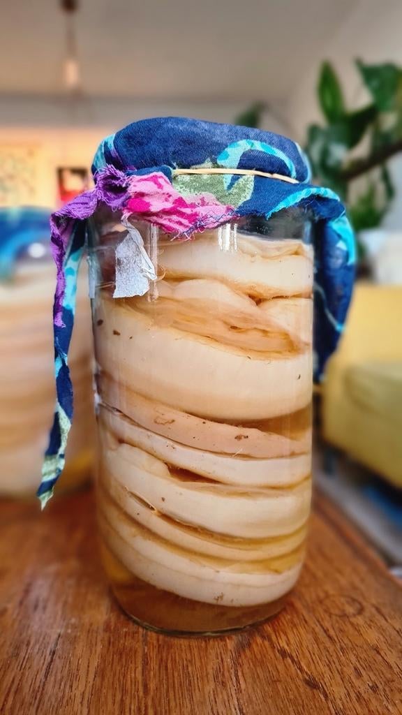 Scoby of Jun Scoby voor Kombucha, Ophalen