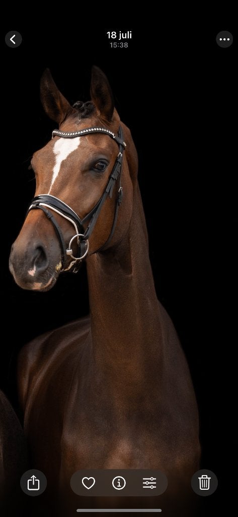 Super knappe en lieve 4 jarige ruin!, Met stamboom, Ruin, Niet van toepassing, Recreatiepaard