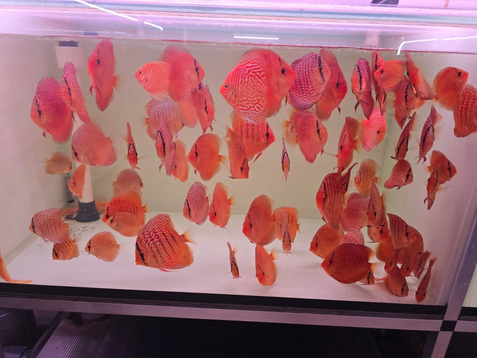 discusvissen, Dieren en Toebehoren, Vis, Zoetwatervis, Schoolvis