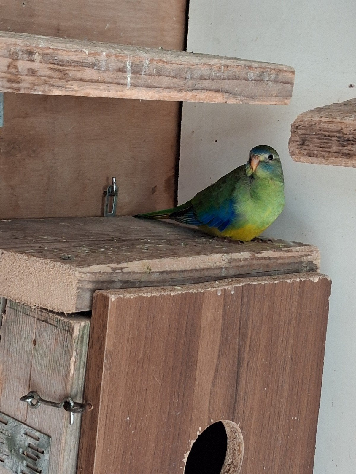 turquoisine parkiet, Vrouwelijk, Parkiet