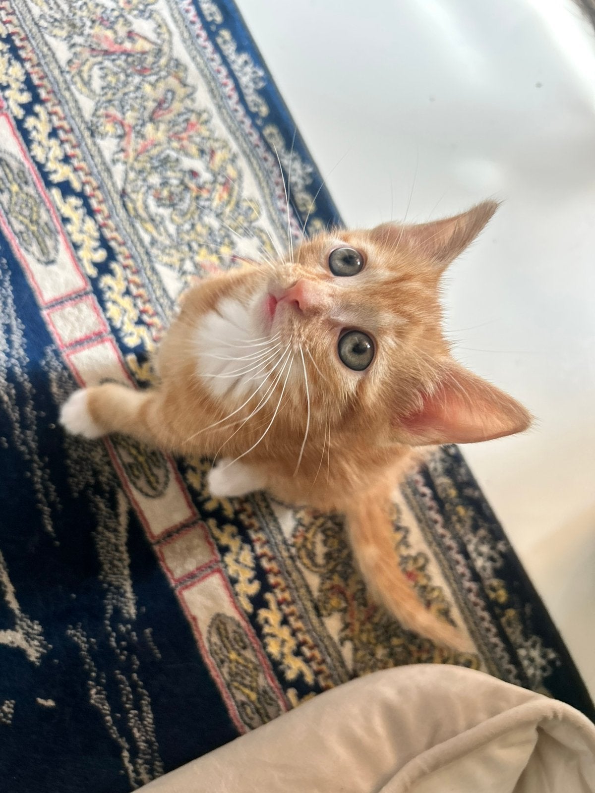 Kittens, Dieren en Toebehoren, Meerdere dieren