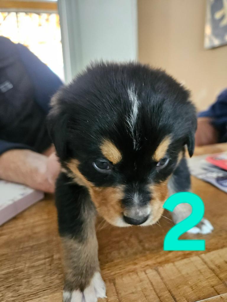 Mooi boulab pups, 8 tot 15 weken, Geslacht onbekend, Groot, Meerdere