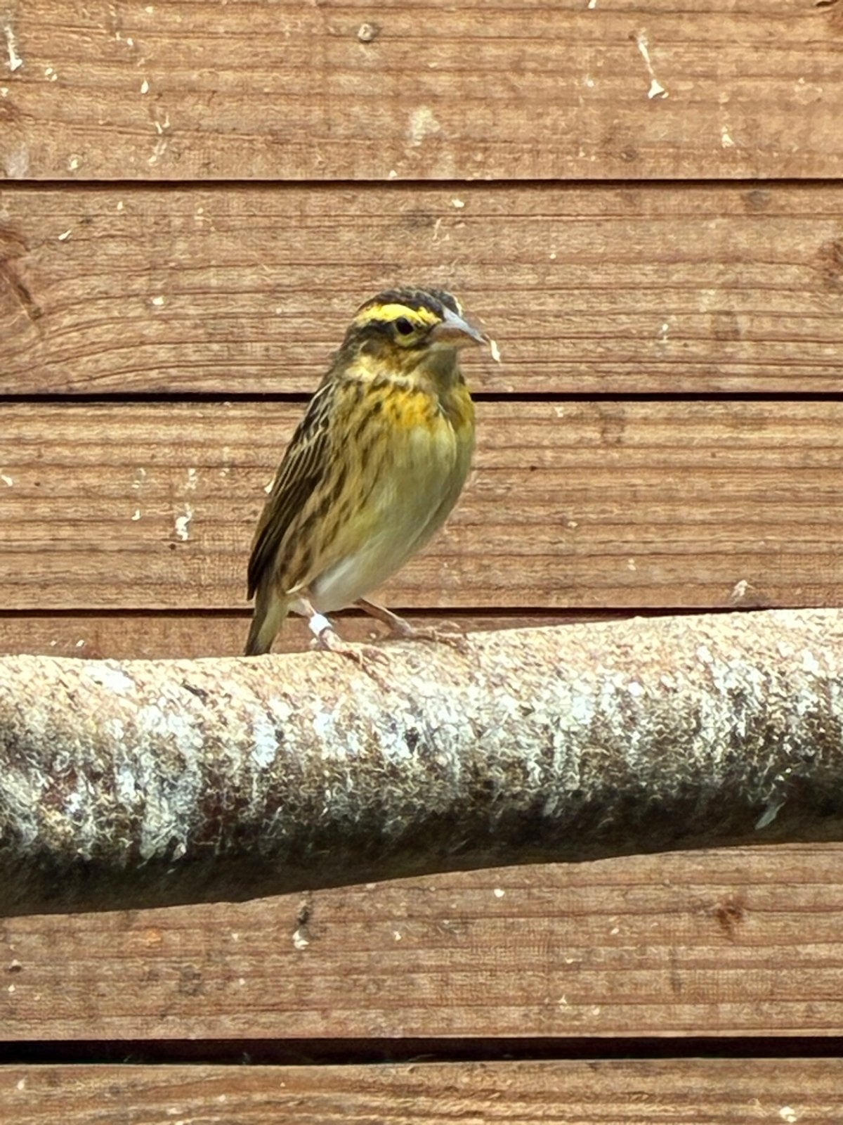 4 poppen napoleon wever/citroenwever, Dieren en Toebehoren, Vogels | Overige Vogels, Vrouwelijk, Tropenvogel, Geringd