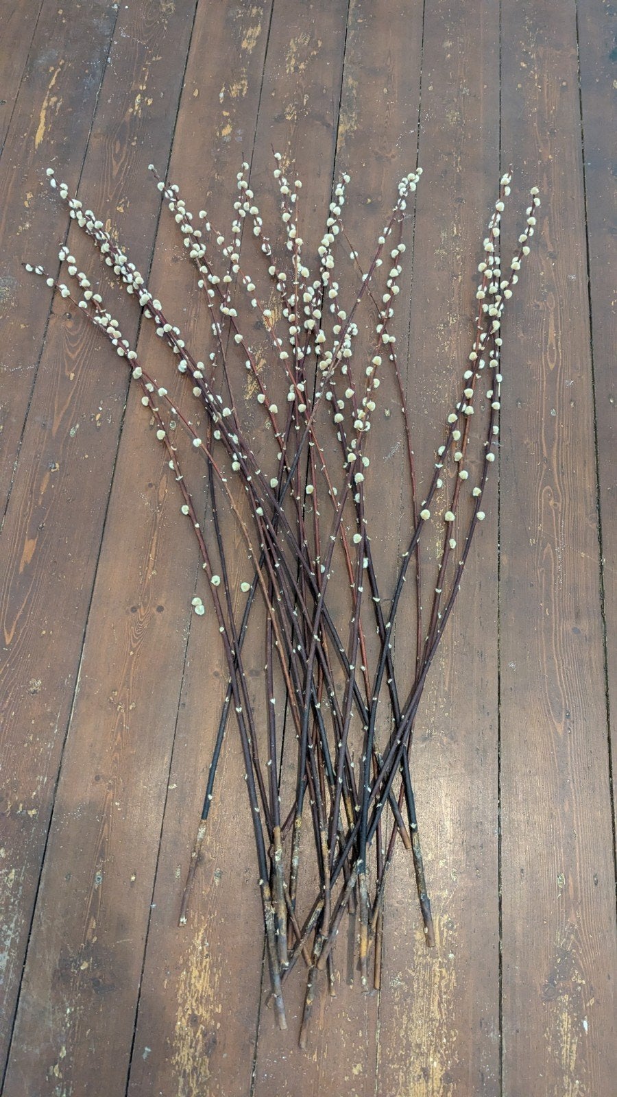 20 Wilgentakken met Katjes - 120 cm, Overige soorten, Volle zon, Vaste plant, Ophalen of Verzenden