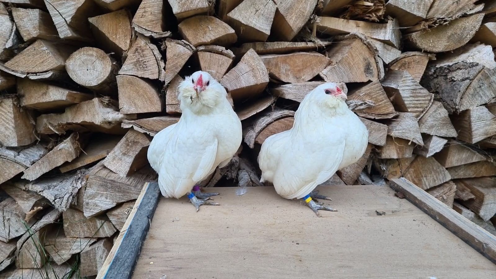 Grubbe krielen., Meerdere dieren, Geringd