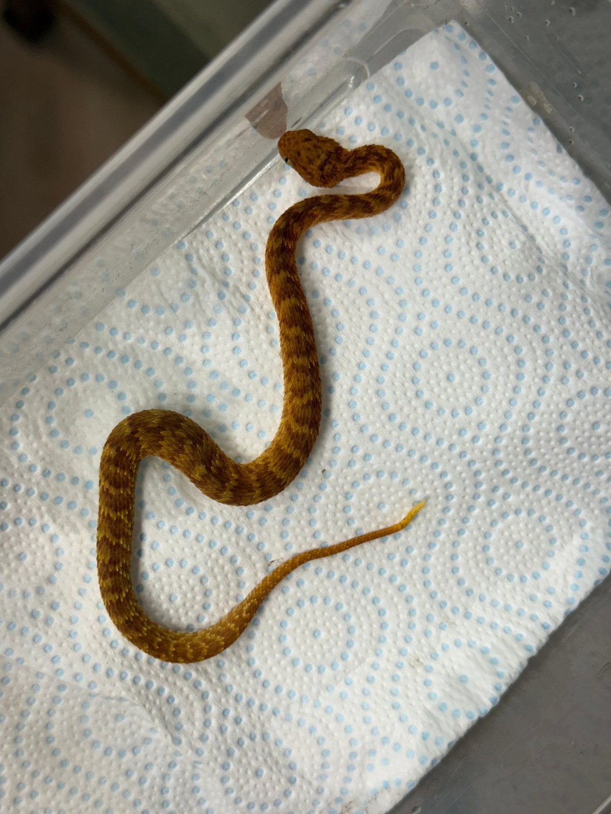 Atheris squamigera cb26, Dieren en Toebehoren, Reptielen en Amfibieën, 0 tot 2 jaar