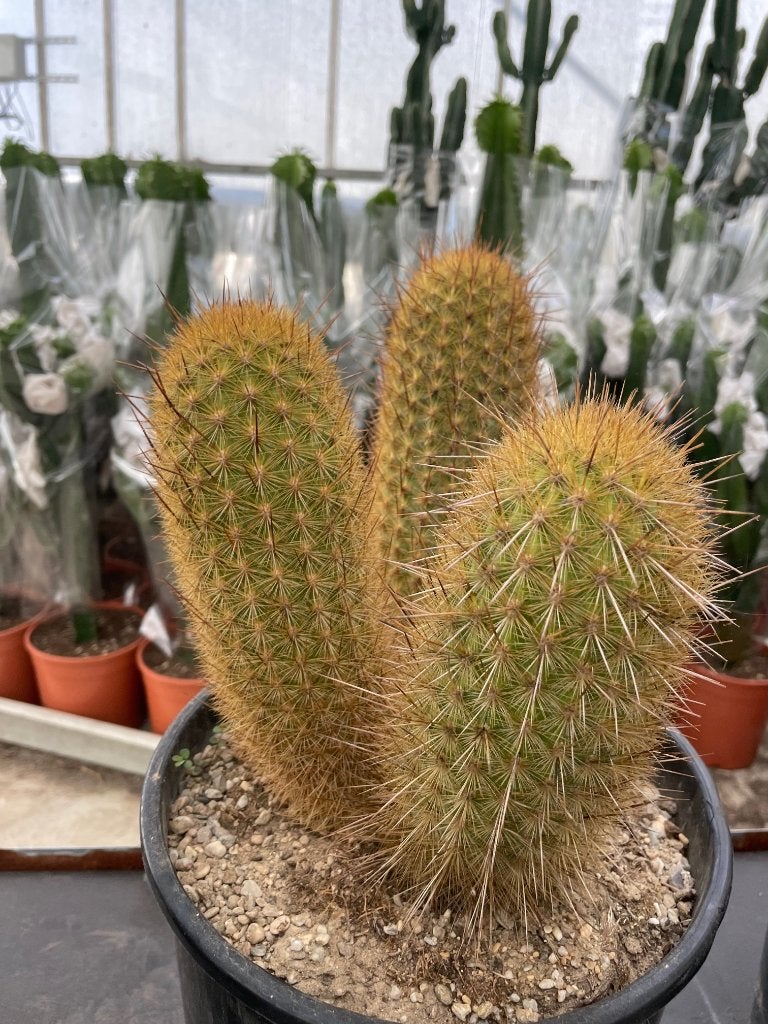 Cactus Haageocereus Pseudomelanostele, Aureispinus pot24 cm., Ophalen of Verzenden, Minder dan 100 cm, Bloeiende kamerplant, Volle zon