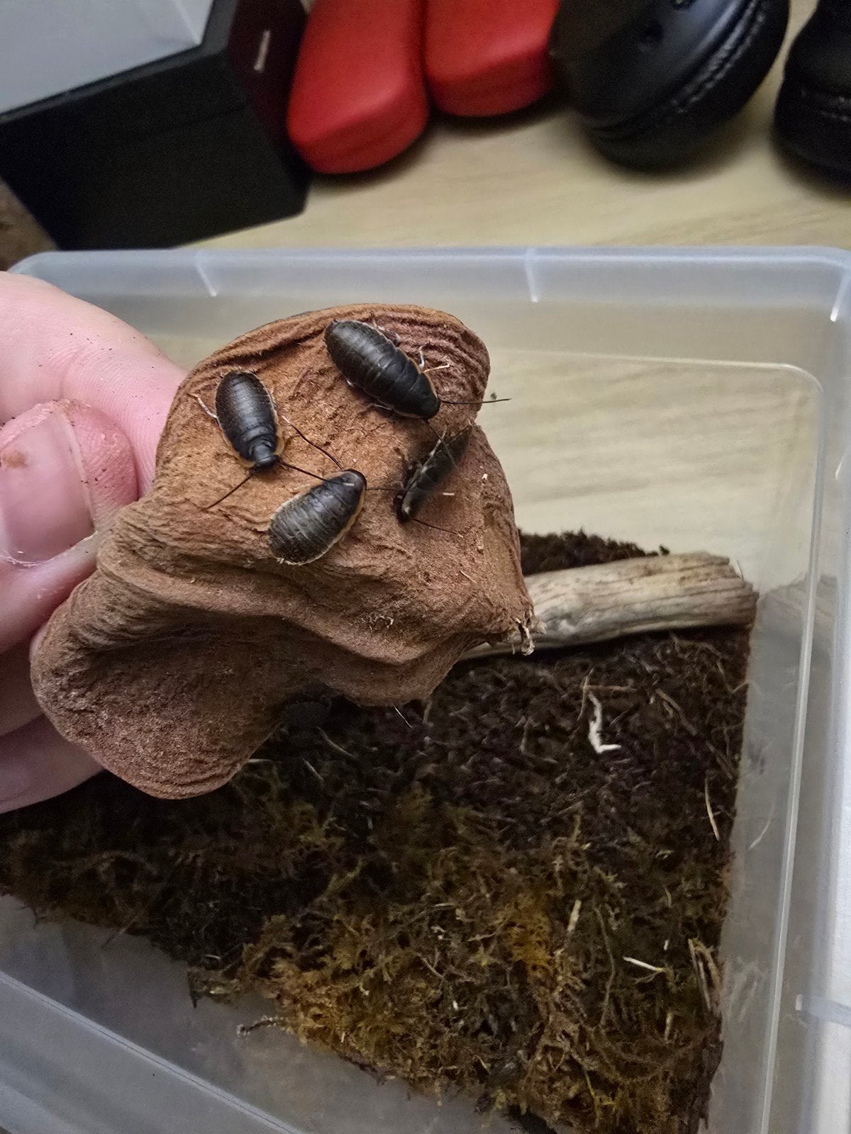 Sissende kakkerlakken (Gromphadorhina portentosa)