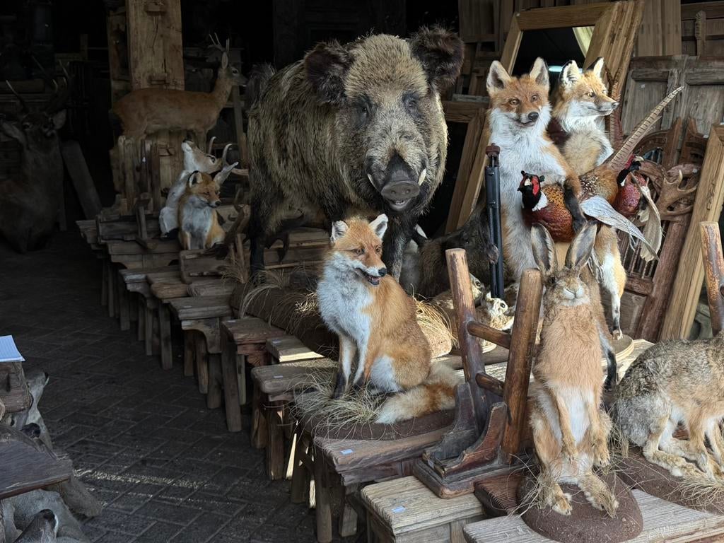 Opgezet wild opgezette taxidermie veluwe vos zwijn hert ree, Verzamelen, Dierenverzamelingen, Ophalen, Nieuw, Hert, Opgezet dier