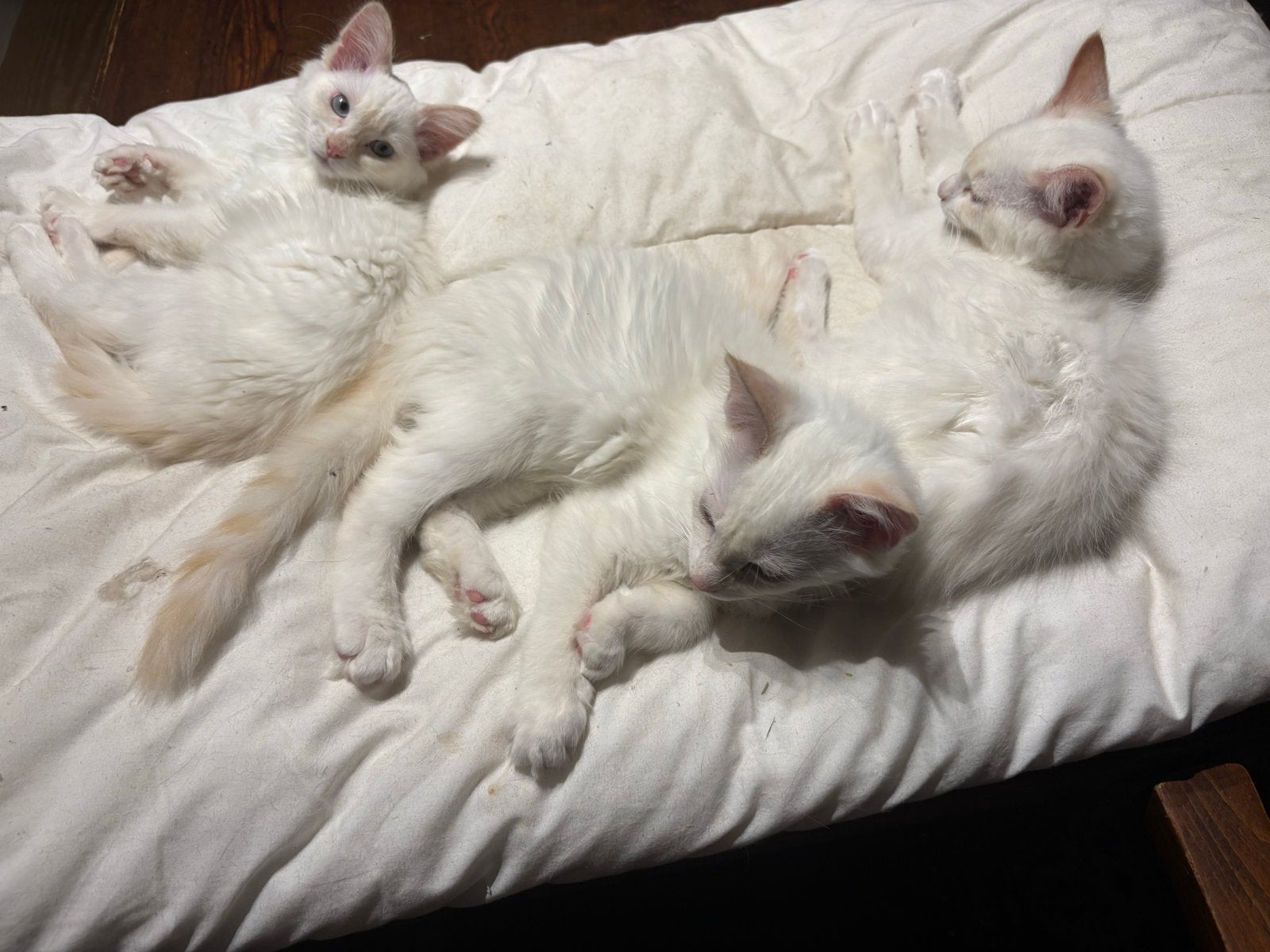 Lieve langharige kittens, Dieren en Toebehoren, Meerdere dieren, Ontwormd