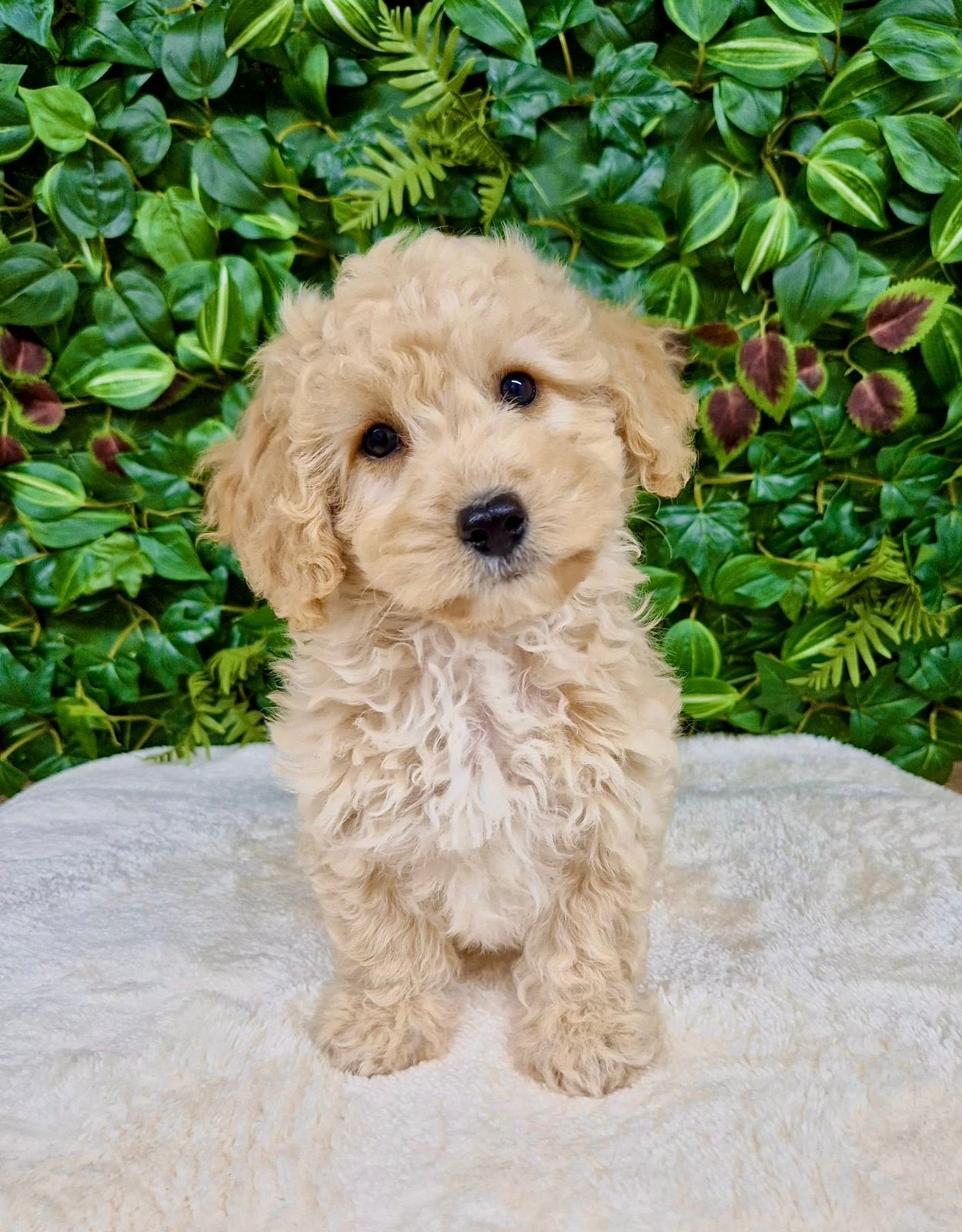Prachtige boomer x toy poedel pups, Parvo, Nederland, Overige rassen, 8 tot 15 weken