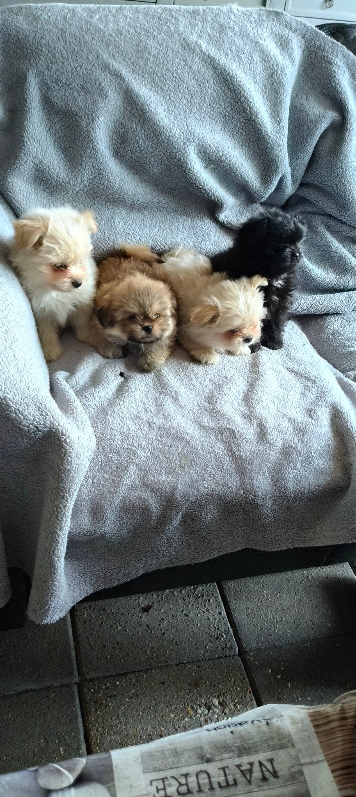 Te koop Boomer  Pomperiaan pups, Dieren en Toebehoren, Honden | Chihuahua's en Gezelschapshonden, Overige rassen, Meerdere, Meerdere dieren
