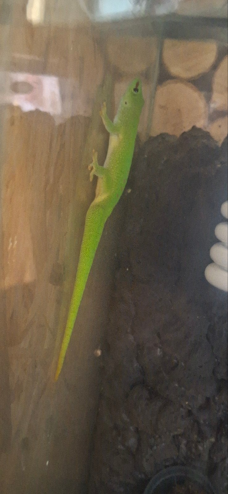 madagaskar dag gekko, Dieren en Toebehoren, Reptielen en Amfibieën, Hagedis, 0 tot 2 jaar