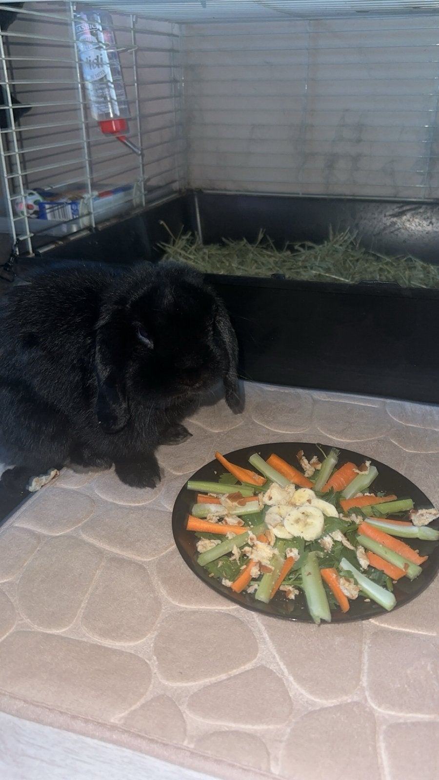 Mannetjes konijn fokken!!, Dieren en Toebehoren, Mannelijk, Dwerg, Hangoor, 3 tot 5 jaar