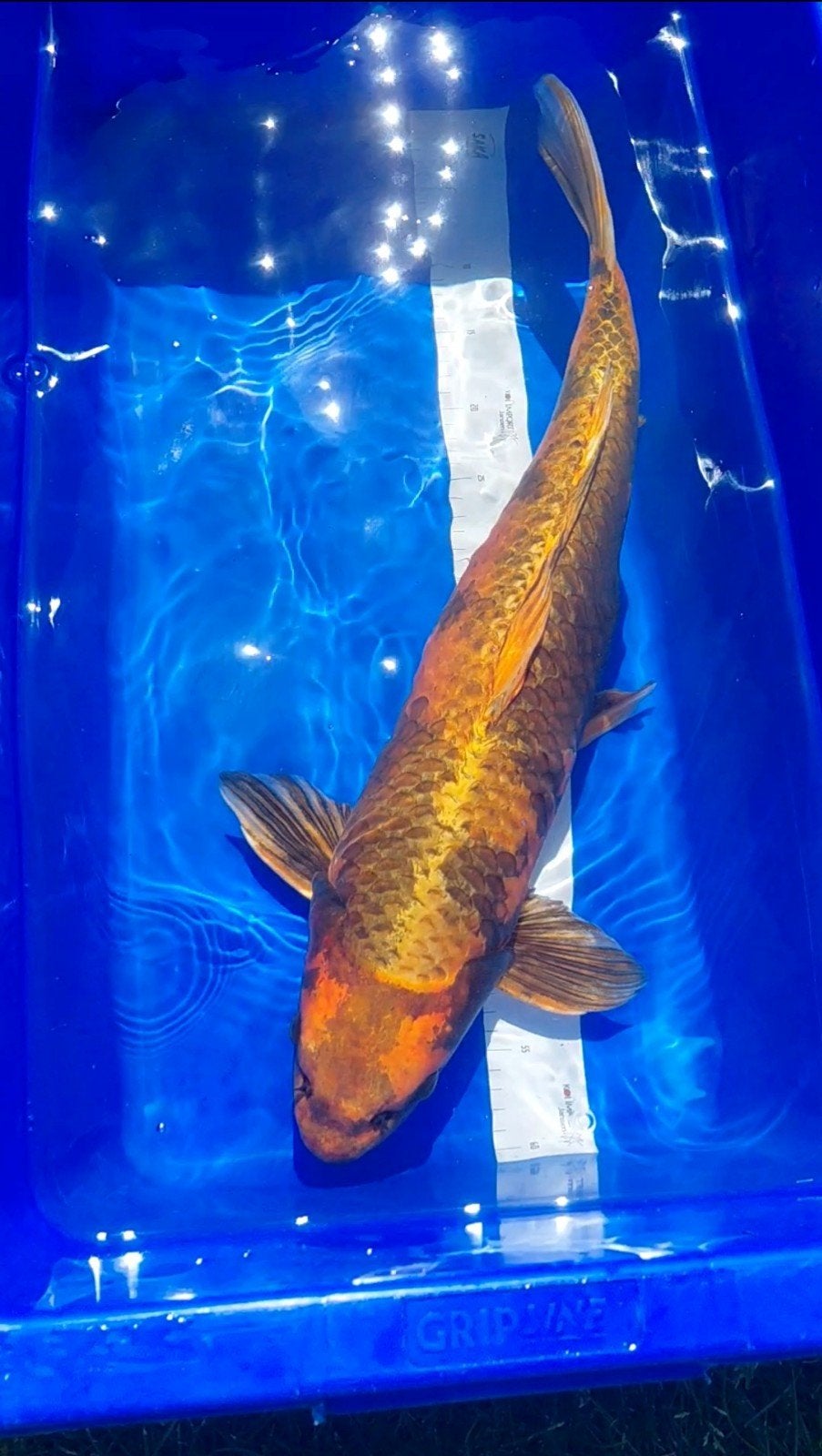Koikarper 60cm+, Dieren en Toebehoren