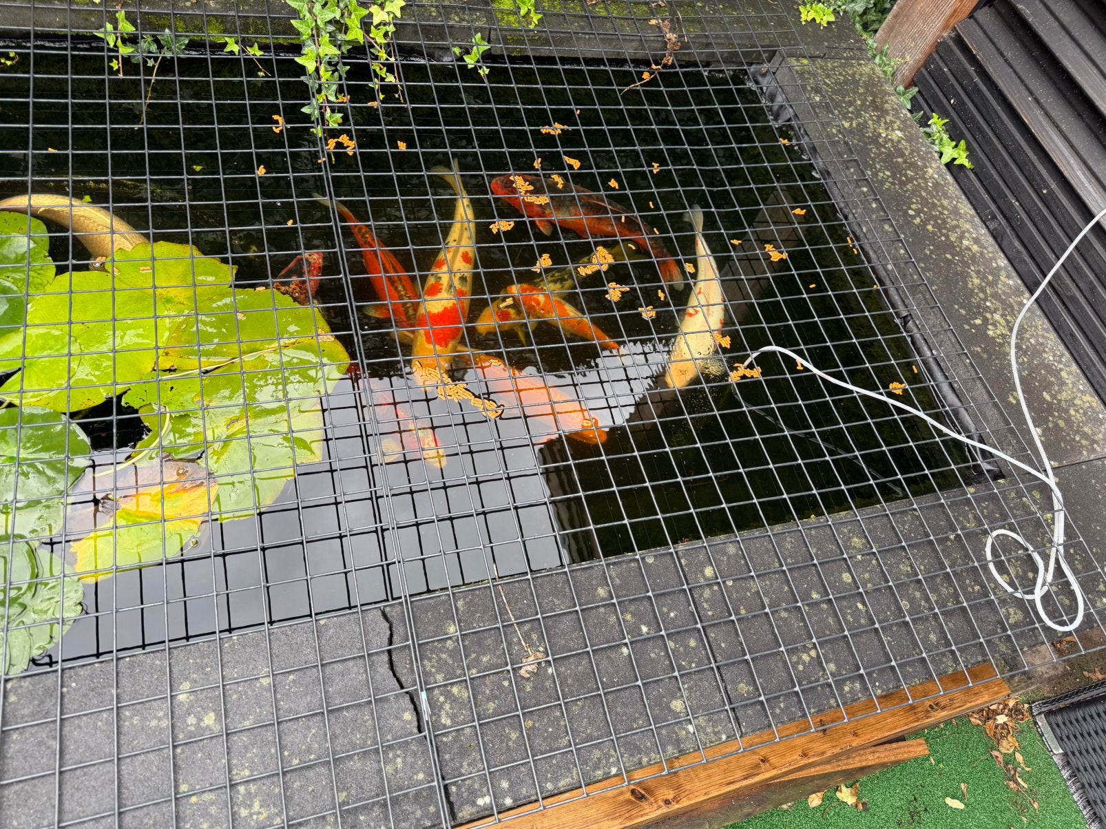 Koi te koop, Dieren en Toebehoren, Karper of Koi