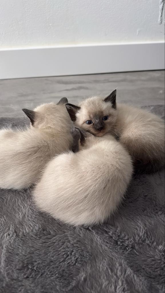 Siamese kittens, Dieren en Toebehoren, Meerdere dieren, Kortharig, 0 tot 2 jaar