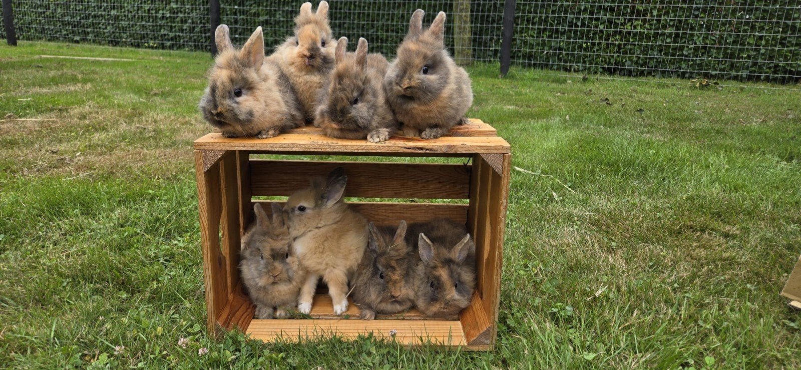Konijnen, Meerdere dieren, Middelgroot, 0 tot 2 jaar