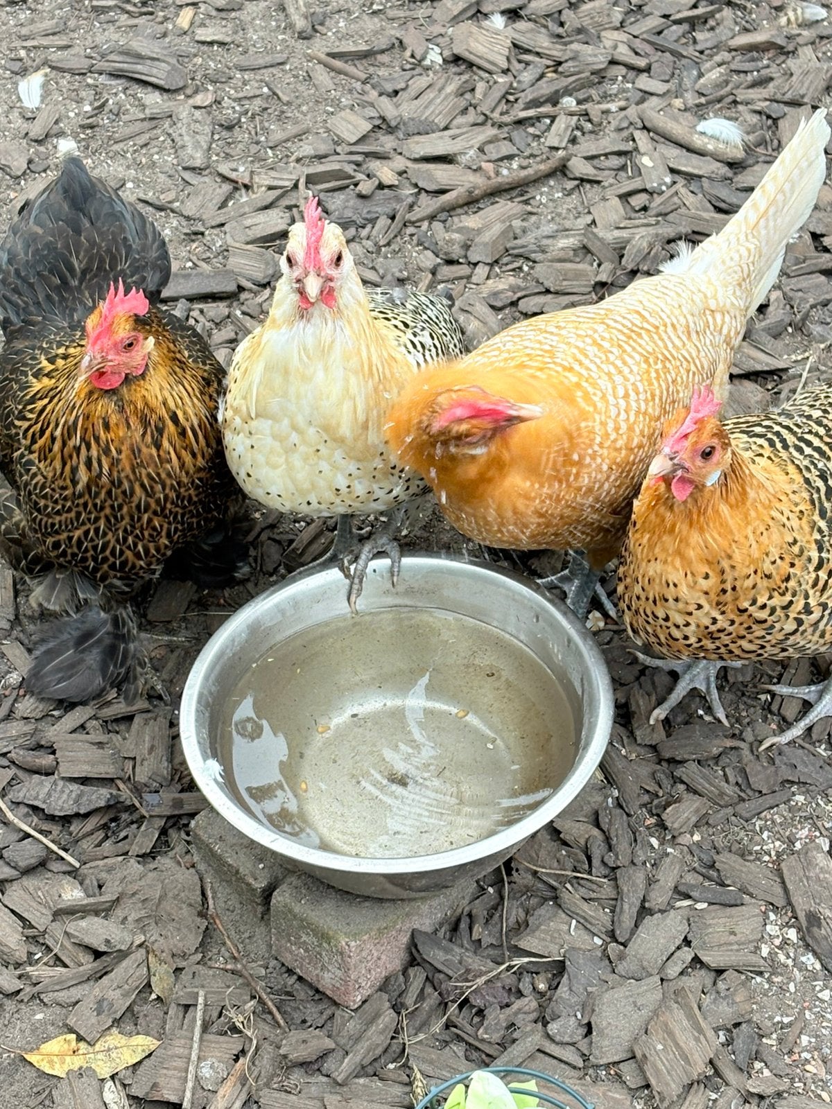 4 krielkippen (hennen) 1 jaar, Dieren en Toebehoren, Vrouwelijk, Kip
