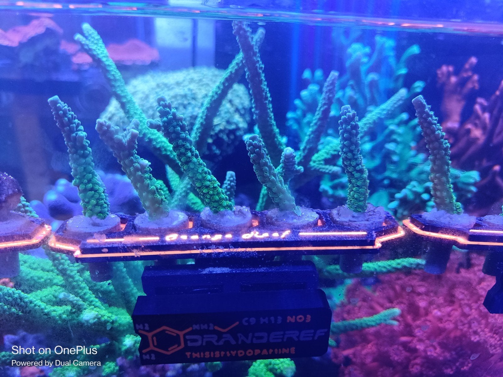 Acropora green slimer stekken, Dieren en Toebehoren, Vissen | Aquariumvissen, Zoutwatervis, Overige typen