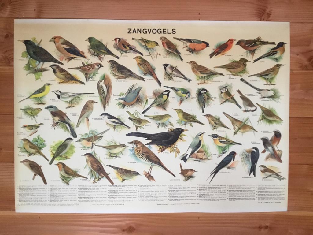 Fraaie schoolplaat poster Zangvogels, Ophalen of Verzenden, Gebruikt, A1 t/m A3