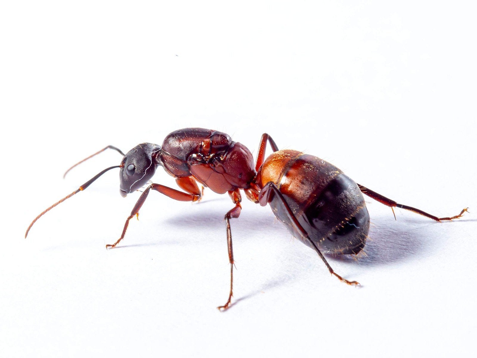 Camponotus cruentatus koninginnen met poppen, Dieren en Toebehoren, Mieren