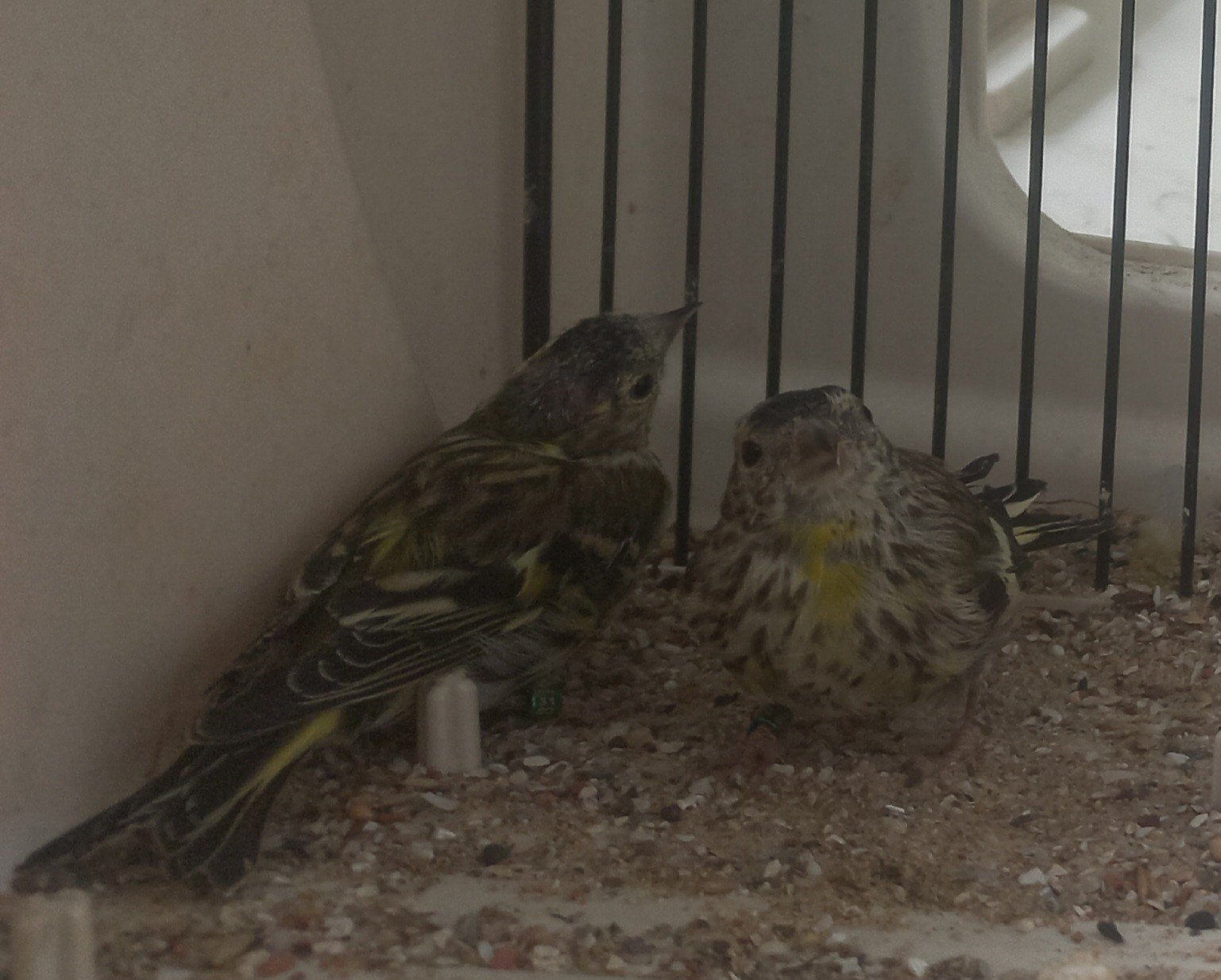 sijs mannen split Agaat 2026 eigen kweek, Dieren en Toebehoren, Mannelijk, Wildzangvogel, Geringd