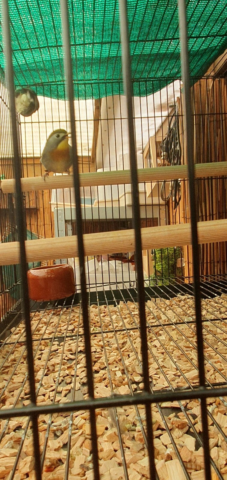 Japanse nachtegalen, Dieren en Toebehoren, Vogels | Overige Vogels