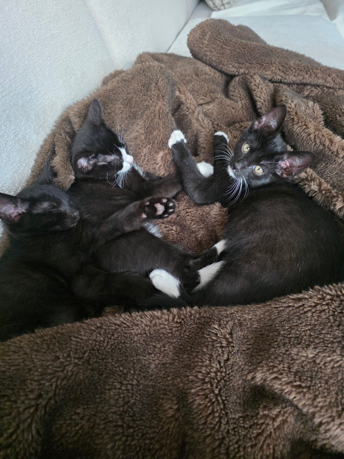 3 super lief en sociale kittens, Meerdere dieren