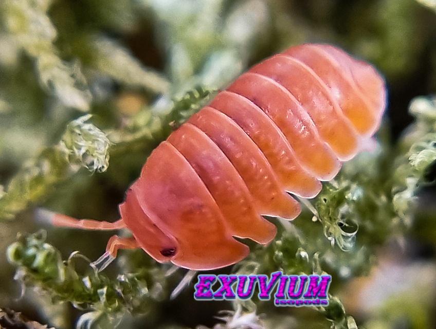Cubaris murina Mandarin isopods / pissebedden, Dieren en Toebehoren, Overige soorten