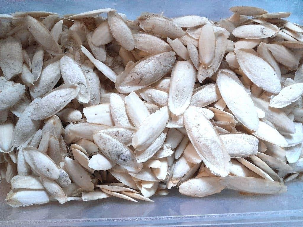 kleine sepia, vogelsepia, cuttlebone, Dieren en Toebehoren, Geslacht onbekend