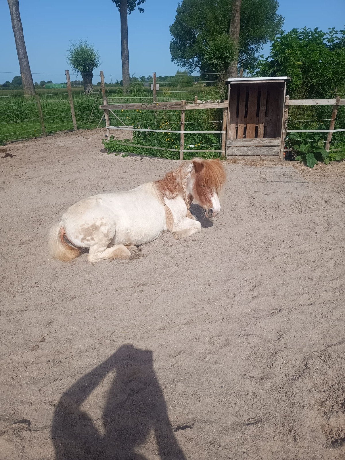 Gratis shetlander stalling op paddock paradise in Rumpt, Weidegang