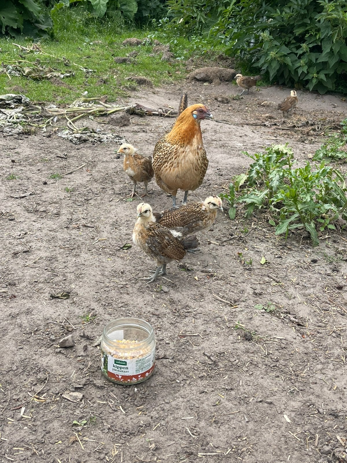 Kuikens bielefelder, Geslacht onbekend, Kip
