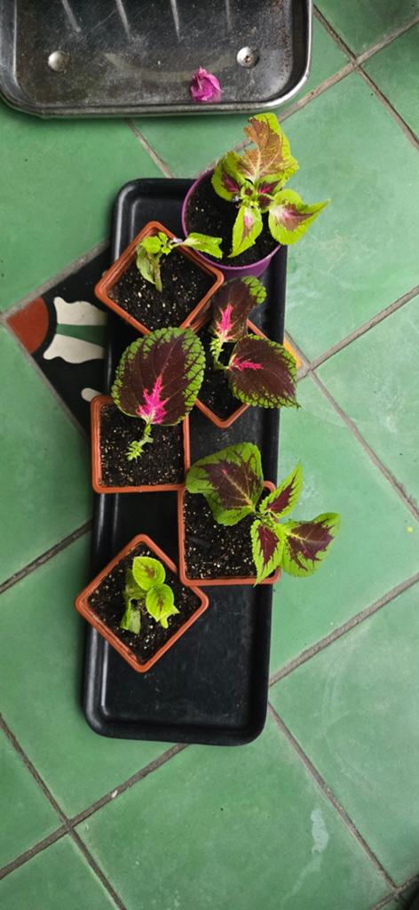 Coleus / Siernetel plantjes / Stekjes, Ophalen of Verzenden