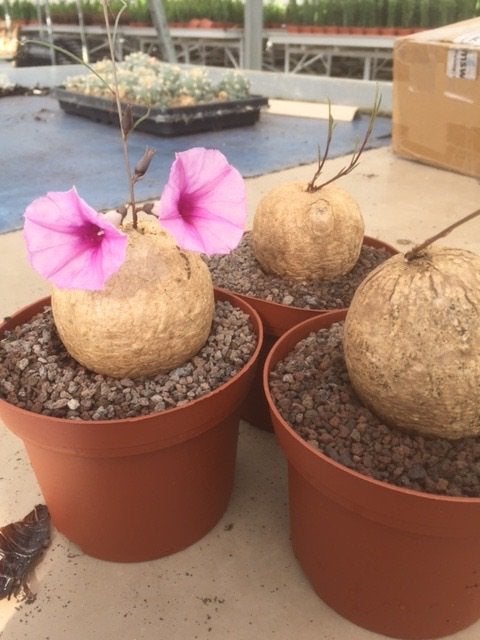 Caudex plant Merremia Holubii herkomst Malawi. Potmaat 15 cm, Huis en Inrichting, Overige soorten, Ophalen of Verzenden, In pot