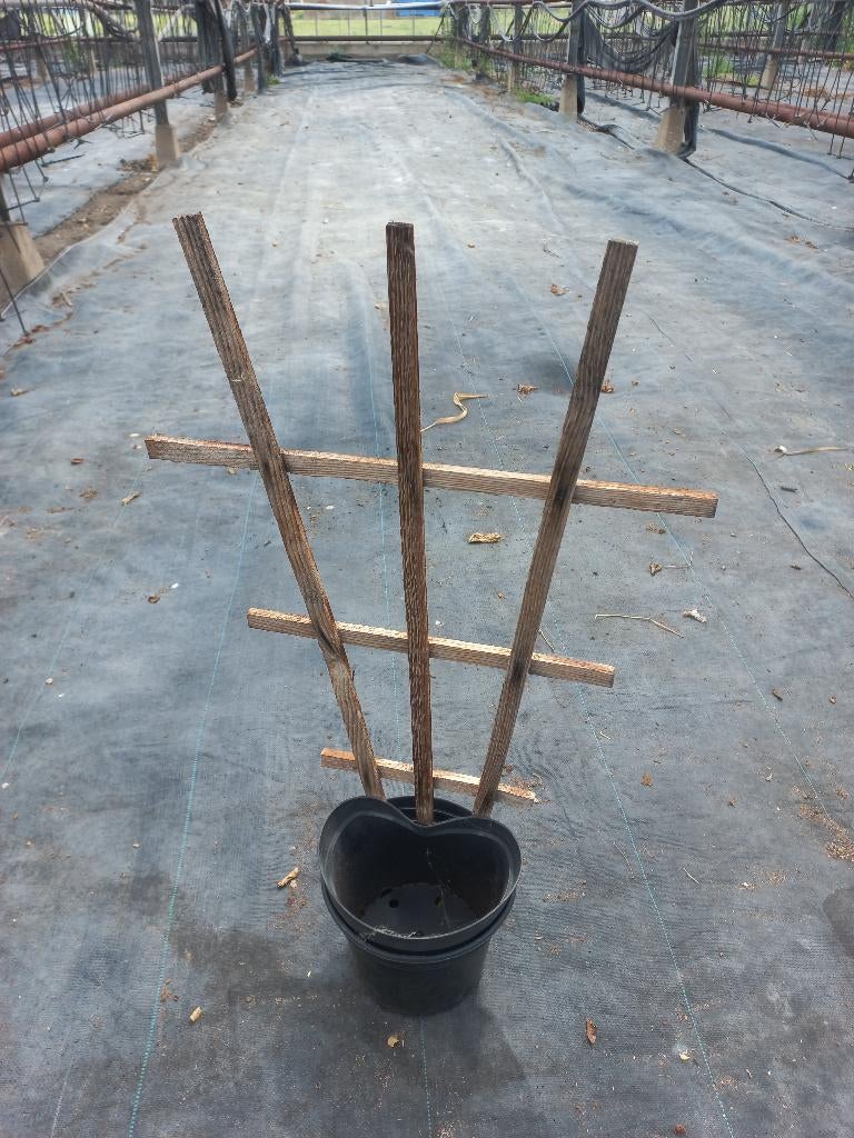 Partij klimrekken voor planten – vanaf 10 stuks 0612954942, Tuin en Terras, Tuinhekken en Hekwerk, Ophalen, Gebruikt, IJzer, Overige typen