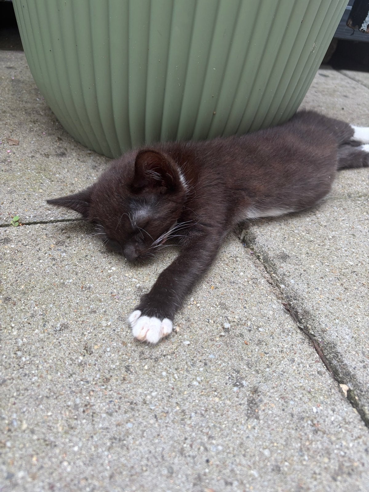 2 lieve (meisjes) kittens te koop!, Meerdere dieren